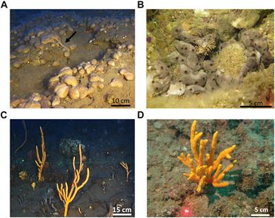 Does Depth Matter? Reproduction Pattern Plasticity in Two Common Sponge Species Found in Both Mesophotic and Shallow Waters